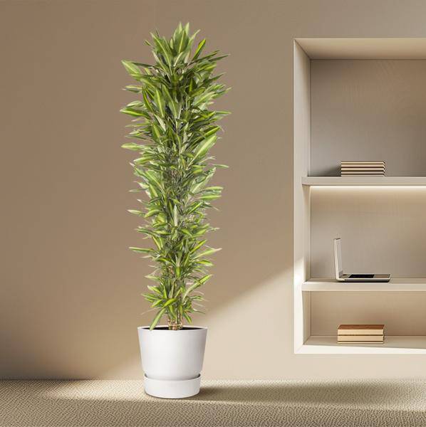 Drachenbaum – Dracaena Cintho 210cm – Ø40cm – XXL Zimmerpflanze mit zweifarbig grünen Blättern – Pflegeleichte Grünpflanze für Wohnzimmer, Büro & Wintergarten 