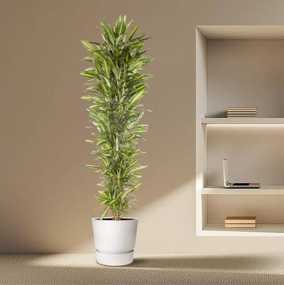 Drachenbaum – Dracaena Cintho 210cm – Ø40cm – XXL Zimmerpflanze mit zweifarbig grünen Blättern – Pflegeleichte Grünpflanze für Wohnzimmer, Büro & Wintergarten 
