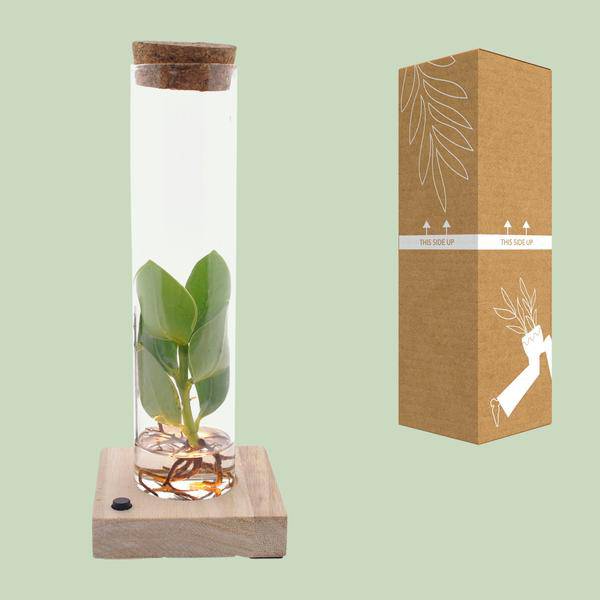 Clusia Im Röhrenglas + LED - Ø5cm - ↕10cm 