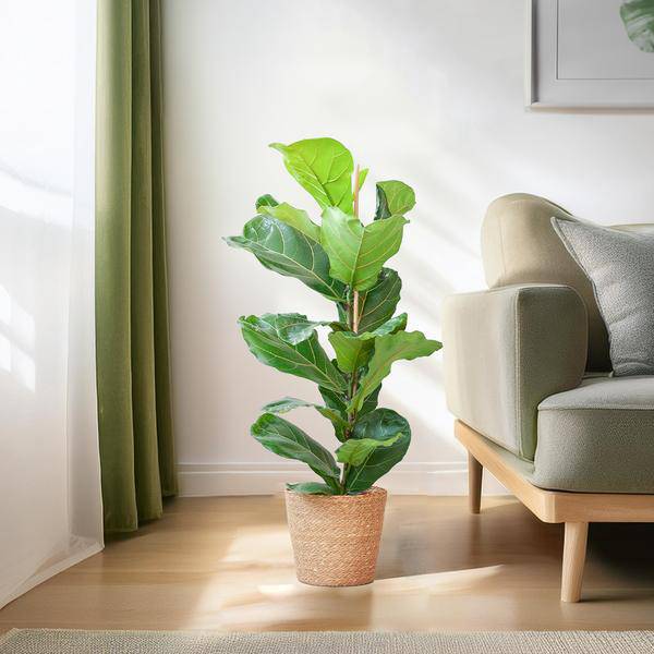 Ficus Lyrata – Geigen-Feige Zimmerpflanze – ca. 80cm hoch – Ø21cm – große dekorative Blätter – inkl. Seegras Korb Sofia Natur 