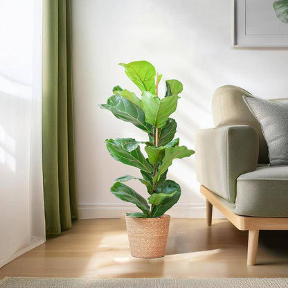 Ficus Lyrata – Geigen-Feige Zimmerpflanze – ca. 80cm hoch – Ø21cm – große dekorative Blätter – inkl. Seegras Korb Sofia Natur 