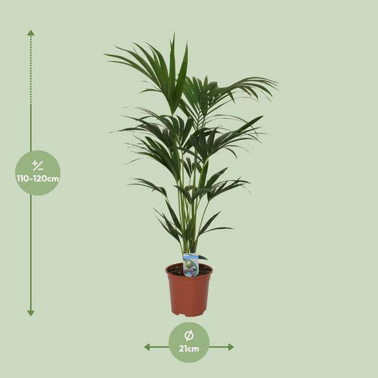 Kentia Palme Howea forsteriana – Zimmerpflanze – Ø21cm – 120cm Höhe – tropische Zimmerpalme – luftreinigend & pflegeleicht 