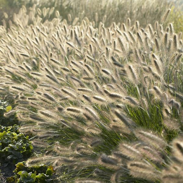 Lampenputzergras Pennisetum alopecuroides 'Hameln' – ↕10-25cm – Ø9cm – 6 Pflanzen – Cremige Blüten von August–Herbst – Pflegeleichtes Ziergras für Garten & Pflanzgefäße 
