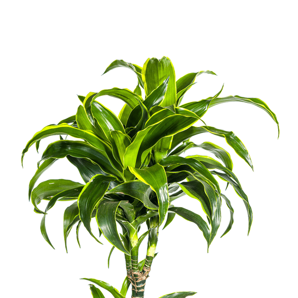 Drachenbaum Dracaena Deremensis Dorado – Zimmerpflanze – Ø27cm Topf – 180 cm Höhe – Elegante, langlebige Blattpflanze 
