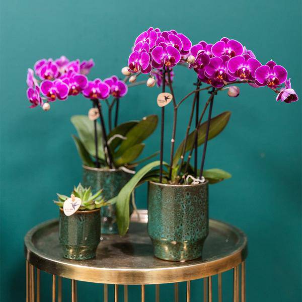 Phalaenopsis Orchideen Morelia Lila – 4 Orchideen – Zimmerpflanze Ø9cm – Orchideen mit 2-3 Blütenstielen – exotische Blütenpracht für Zuhause & Büro 