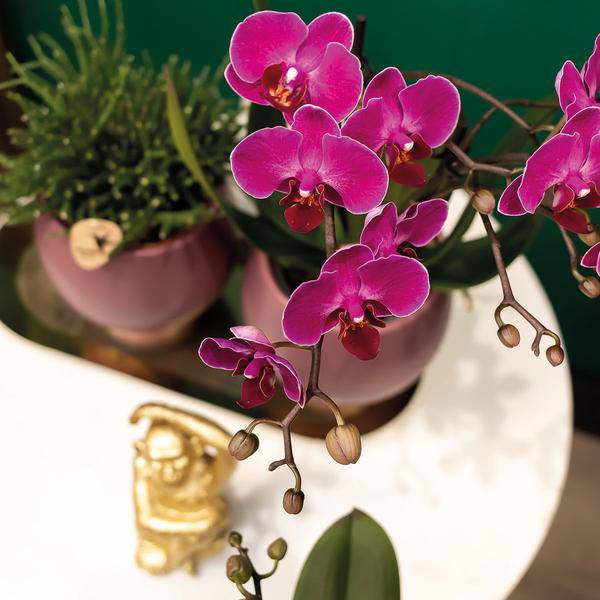 Phalaenopsis Orchideen „Morelia“ – 2 Pflanzen – Fliederfarben – Ø9cm – Blühende Zimmerpflanzen mit 2–3 Zweigen 