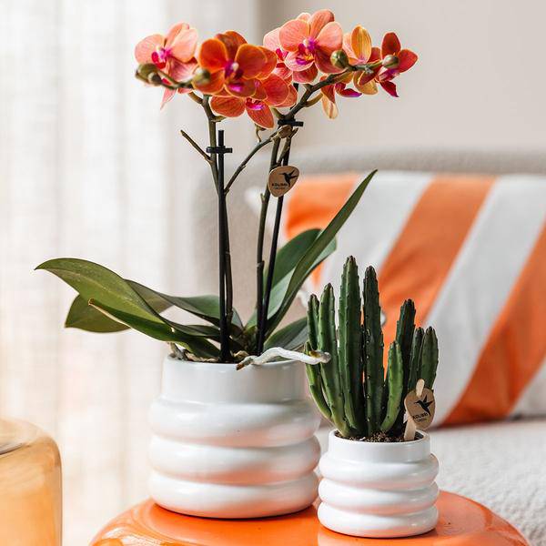 Blumentopf Weiß - Ø6cm 