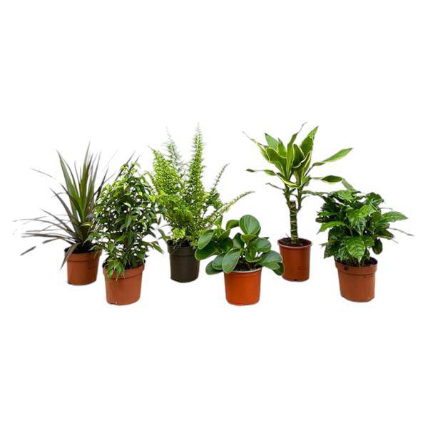 Überraschungskiste – 6 verschiedene Zimmerpflanzen – 20–40cm hoch – Ø12cm – Pflegeleichte Grünpflanzen im Set – Vielfalt an Blattfarben & Formen – Perfekt für Wohnzimmer, Büro & Geschenkideen 