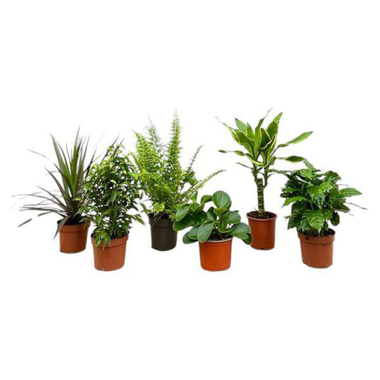 Überraschungskiste – 6 verschiedene Zimmerpflanzen – 20–40cm hoch – Ø12cm – Pflegeleichte Grünpflanzen im Set – Vielfalt an Blattfarben & Formen – Perfekt für Wohnzimmer, Büro & Geschenkideen 
