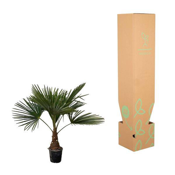 Hanfpalme – Trachycarpus 100cm – Ø21cm – Immergrüne Palme mit fächerförmigen Blättern – Exotische Kübelpflanze für Garten, Terrasse, Wintergarten & Wohnzimmer – Pflegeleicht 