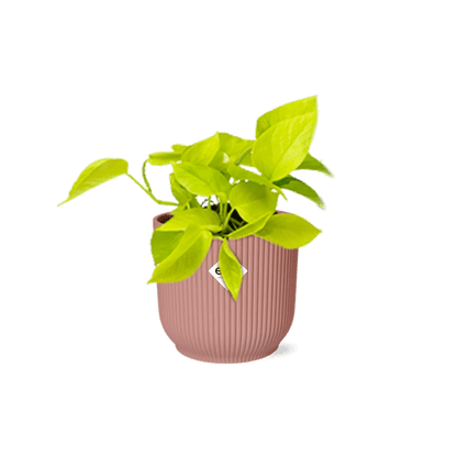 Efeutute - Epipremnum Pinnatum 'Golden Pothos' - Zimmerpflanze + Topf Vibes Fold 14cm Rosa 