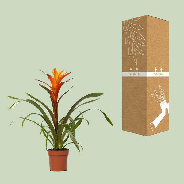 Bromelie - Guzmania Variada - Zimmerpflanze - Ø12cm - ↕50cm 