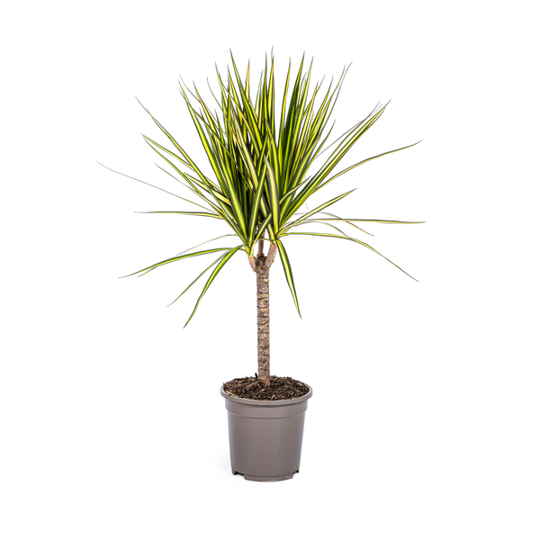 Dracaena Marginata Sunray – Drachenbaum – Zimmerpflanze – Ø17 cm – ↕60-80 cm – Grüne & gelbe Blätter, pflegeleicht 