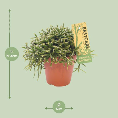Korallenkaktus - Rhipsalis Burchellii - Ø12cm - ↕20cm 