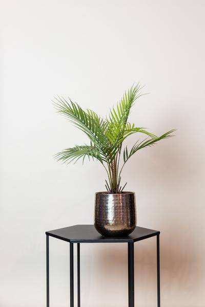 Kunstpflanze - Chamaedorea Elegans - Bergpalme - 50 cm 