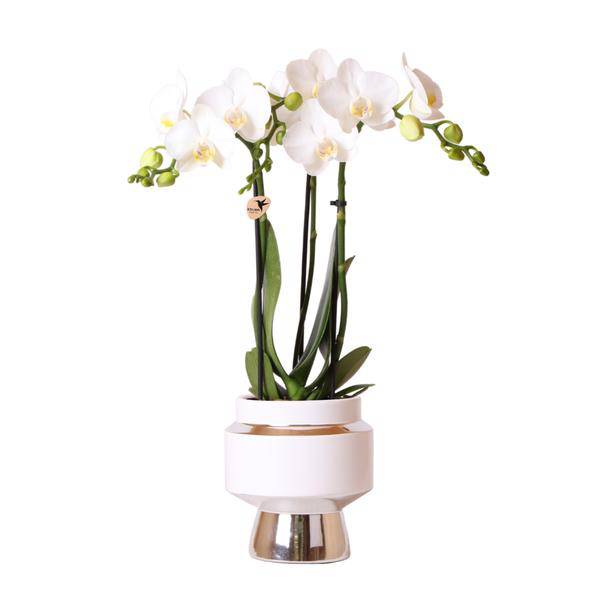 Phalaenopsis Orchidee Weiß – Amabilis – Ø9cm x H40cm – Le Chic Deko-Topf Silber – Blühende Zimmerpflanze mit 2–3 Zweigen – Eleganter Blumentopf für stilvolles Wohnen 