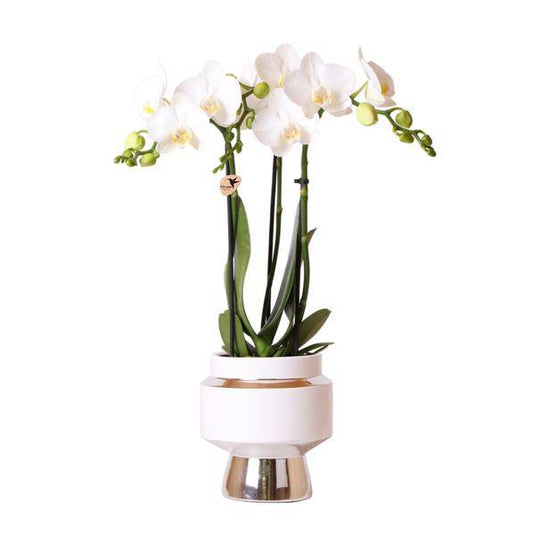 Phalaenopsis Orchidee Weiß – Amabilis – Ø9cm x H40cm – Le Chic Deko-Topf Silber – Blühende Zimmerpflanze mit 2–3 Zweigen – Eleganter Blumentopf für stilvolles Wohnen 