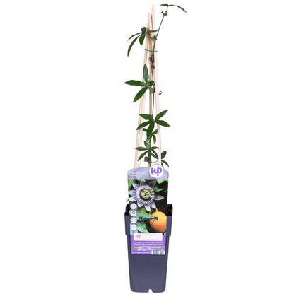 Passionsblume - Passiflora Blau caerulea - Ø15cm - ↕65cm 