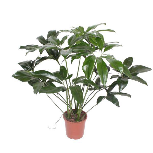 Baumfreund – Philodendron Green Wonder – Zimmerpflanze – 120cm – Ø27cm – tropische Kletterpflanze mit großen herzförmigen Blättern 