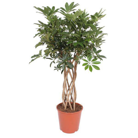 Strahlenaralie – Schefflera Arboricola Compacta – Zimmerpflanze – 140cm – Ø30cm – dekorative Indoor-Pflanze mit geflochtenem Stamm und glänzend grünen Blättern 