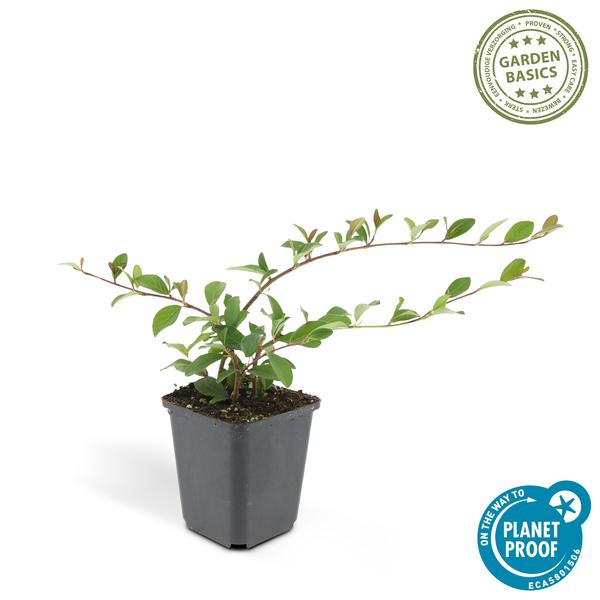 Cotoneaster dammeri – Teppich-Zwergmispel – Ø9cm – ↕10-25cm – 6 Pflanzen – Winterharter Bodendecker mit Blüten & Beeren 