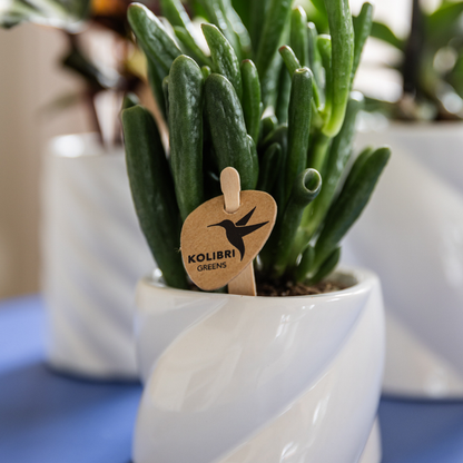 Sukkulente - Crassula Hobbit - Ø6cm - Zimmerpflanze 