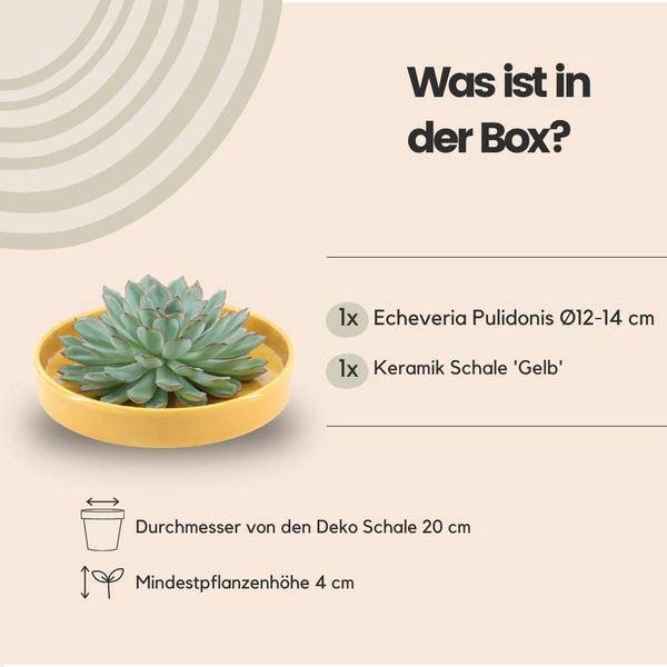 Sukkulente - Echeveria Pulidonis in Schale 'Gelb' - Zimmerpflanze - Ø20 cm - ↕5cm 
