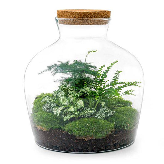 Flaschengarten - DIY - Fat Joe Grün - ↕ 30 cm 