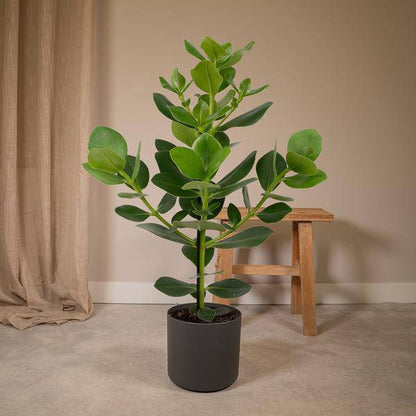 Balsamapfel Clusia Rosea Princess – Zimmerpflanze – Ø17cm – ca. 60cm hoch – Glänzende grüne Blätter – Pflegeleicht & vielseitig 