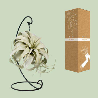 Luftpflanze - Tillandsia König Xero - Ø12cm - ↕23cm 