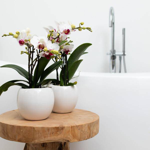 Blumentopf Bowl – Weiß – Keramik-Ziertopf Ø9cm – Handgefertigter Übertopf mit Wellenrand – Für Zimmerpflanzen & Sukkulenten 