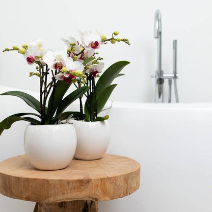 Blumentopf Bowl – Weiß – Keramik-Ziertopf Ø9cm – Handgefertigter Übertopf mit Wellenrand – Für Zimmerpflanzen & Sukkulenten 