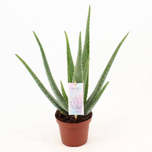 Aloe Vera – Echte Aloe – Zimmerpflanze 45cm – Ø14cm – Sukkulente Heilpflanze mit fleischigen Blättern – Pflegeleichte Kübelpflanze für Wohnzimmer, Balkon & Terrasse 