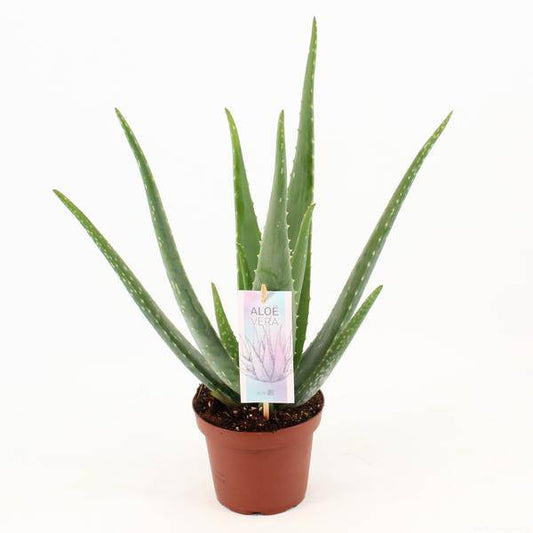 Aloe Vera – Echte Aloe – Zimmerpflanze 45cm – Ø14cm – Sukkulente Heilpflanze mit fleischigen Blättern – Pflegeleichte Kübelpflanze für Wohnzimmer, Balkon & Terrasse 
