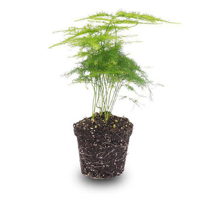Zierspargel - Asparagus Setaceuse Plumosus - Terrarienpflanze - Topfgröße 6 