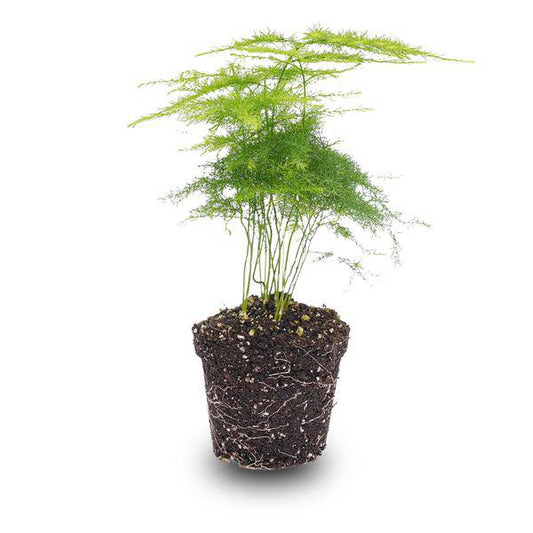 Zierspargel - Asparagus Setaceuse Plumosus - Terrarienpflanze - Topfgröße 6 
