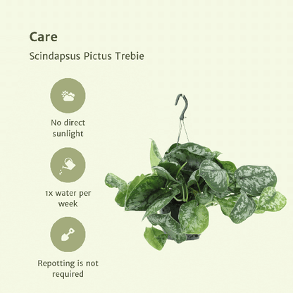 Efeutute - Scindapsus Pictus Trebie Epipremnum - Ø15cm - ↕25cm - 2 Stück 