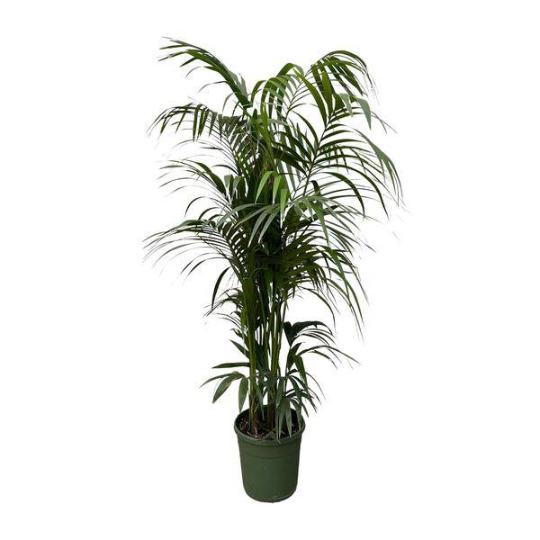 Kentia-Palme – Howea forsteriana – Zimmerpflanze 230cm – Ø38cm – Exklusive XXL-Palme mit eleganten Wedeln – Tropische Kübelpflanze für Wohnzimmer, Büro & Wintergarten – Pflegeleicht 