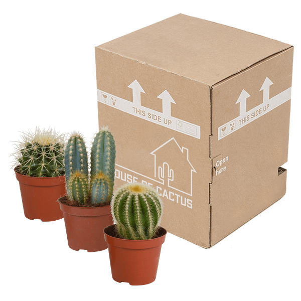 Kakteen Mix - Zimmerpflanzen - 8,5 cm - 3 Stück 