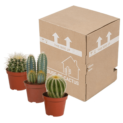 Kakteen Mix - Zimmerpflanzen - 8,5 cm - 3 Stück 