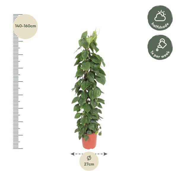 Herzblatt Philodendron Scandens – Zimmerpflanze – 150cm – Ø27cm – Tropische Kletterpflanze mit herzförmigen Blättern – Luftreinigende Rankpflanze für Wohnzimmer, Büro & Indoor-Deko 