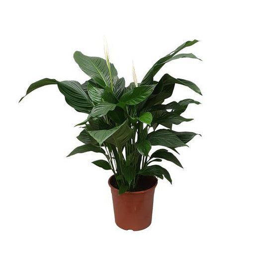 Einblatt - Spathiphyllum Sweet Silvana - Zimmerpflanze - Ø24cm - ↕80cm 