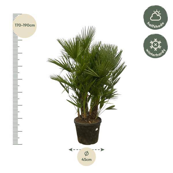 Chamaerops Humilis – Zwergpalme – mehrstämmig – Mediterrane Zimmer- und Gartenpflanze – Ø45cm – ↕180cm 