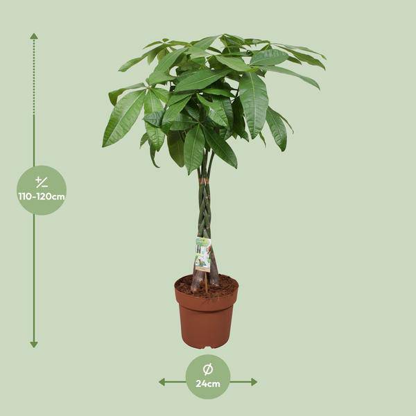 Glückskastanie – Pachira Aquatica – Ø24cm – 120cm hoch – Zimmerpflanze mit geflochtenem Stamm – Tropischer Geldbaum für Wohnzimmer, Büro & Wintergarten 