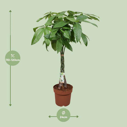 Glückskastanie – Pachira Aquatica – Ø24cm – 120cm hoch – Zimmerpflanze mit geflochtenem Stamm – Tropischer Geldbaum für Wohnzimmer, Büro & Wintergarten 