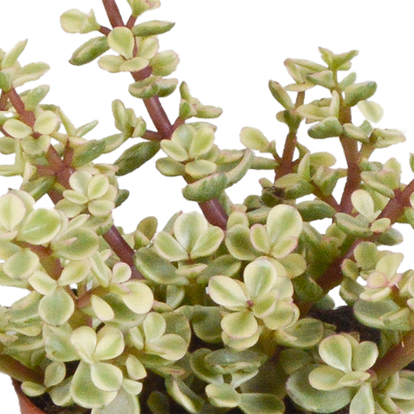 Dickblatt - Crassula - Mix - 8,5 cm - 3 Stück - im Witte-Topf 