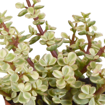 Dickblatt - Crassula - Mix - 8,5 cm - 3 Stück - im Witte-Topf 