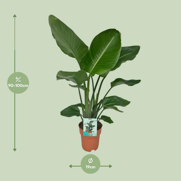 Strelitzia Nicolai – Paradiesvogelpflanze – Ø19cm x H90cm – Tropische Zimmerpflanze mit großen, grünen Blättern – Pflegeleicht – Für helle, halbschattige Standorte 