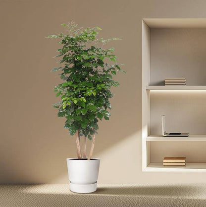 Trompetenbaum – Radermachera Hainanensis – Zimmerpflanze 190cm – Ø40cm – Immergrüne Grünpflanze mit glänzenden Blättern – Pflegeleicht & dekorativ für Wohnzimmer, Büro & Wintergarten 