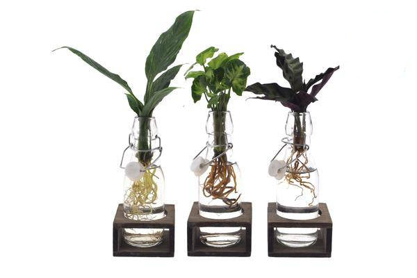 Intenz Mix im Ann Glas – Zimmerpflanzen-Set – 3-teilig – Ø7cm – ↕25cm – Moderne Glaspflanzen für stilvolle Deko – Pflegeleicht 